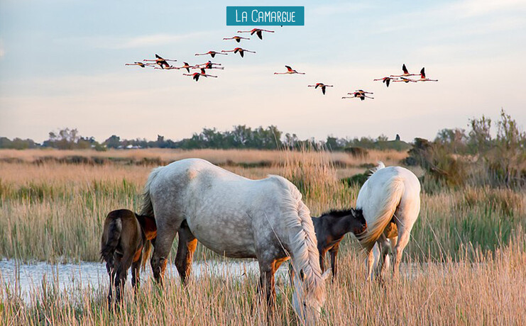 la_camargue_elysee-45322035.jpg